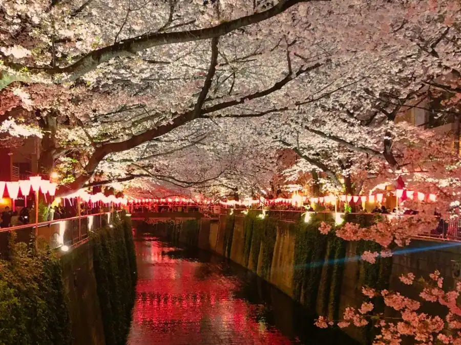 夜桜